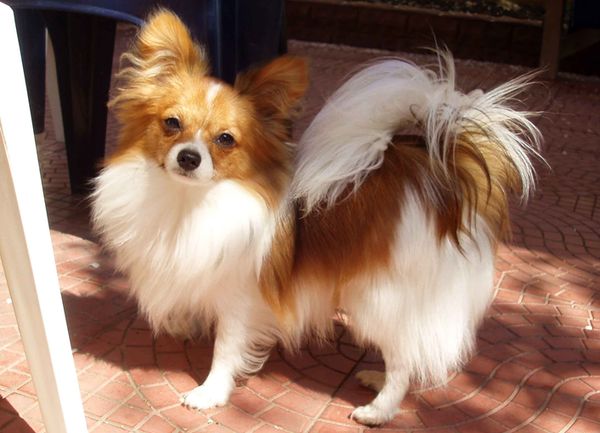 Папильон Папильон