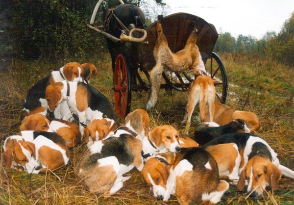 Гончие после охоты на лису Гончие после охоты на лису
