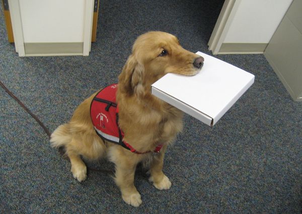 Лабрадор Лабрадор