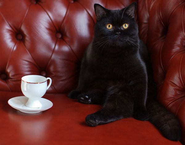 Кот с чашечкой кофе
