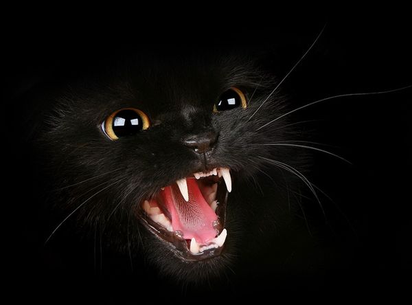 Агрессивный котенок