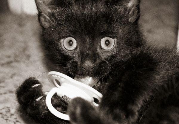 Котенок с соской