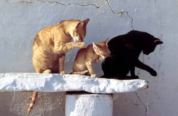 Умывающиеся коты