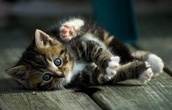 Котенок