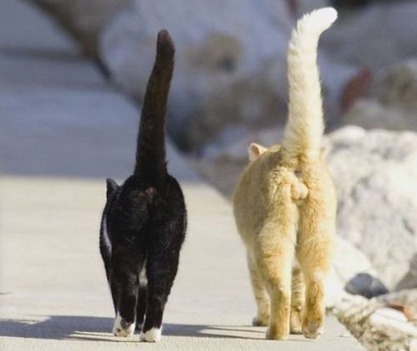 Гуляющие коты