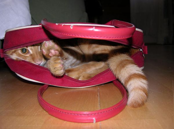 Кот в сумке