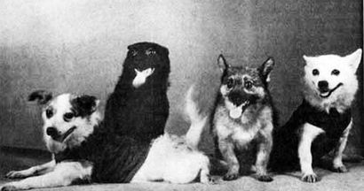 Собаки-космонавты Собаки-космонавты