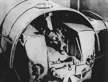 Собака-космонавт Звездочка Собака-космонавт Звездочка