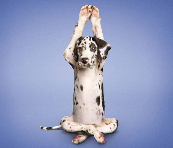 Поза Куккутасана