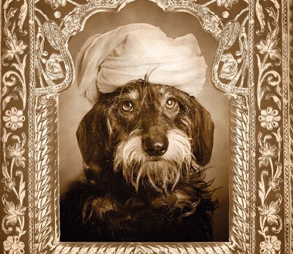 Мастер собачьей йоги