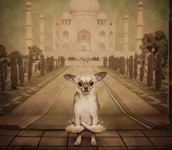 Випарита Салабхасана – поза перевернутого лотоса