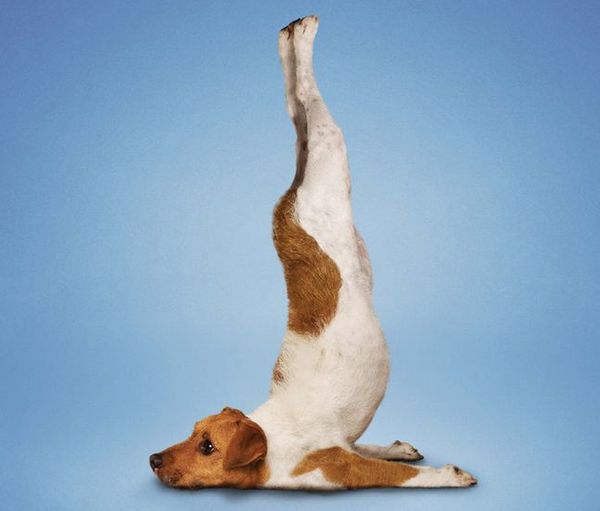 Вришикасана – поза скорпиона.