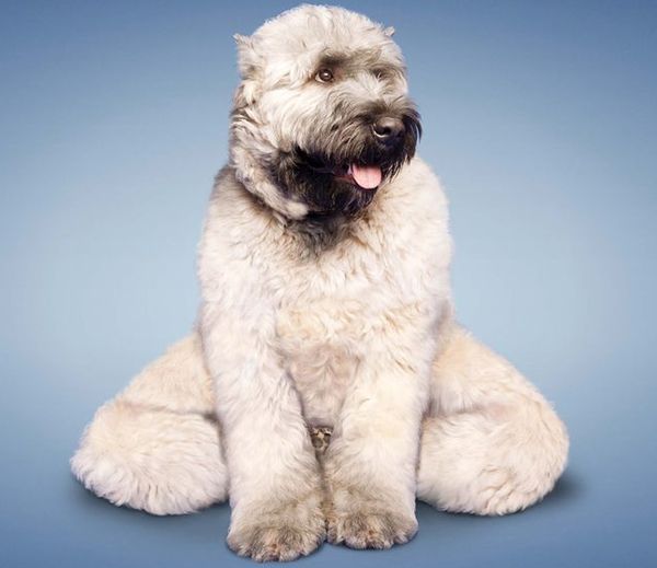 Урдхва Мукха Сванасана – собака с поднятой мордой