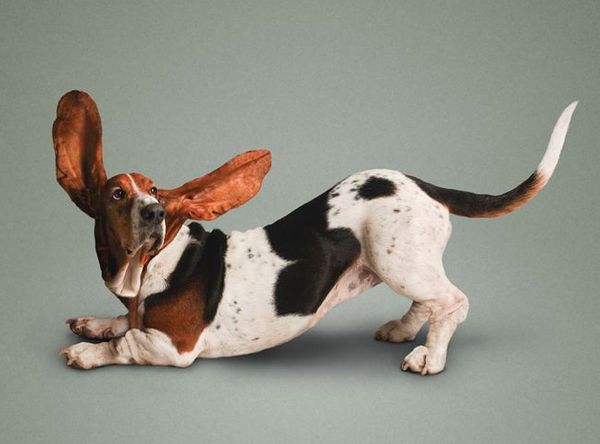 Урдхва Мукха Сванасана – собака с поднятой мордой