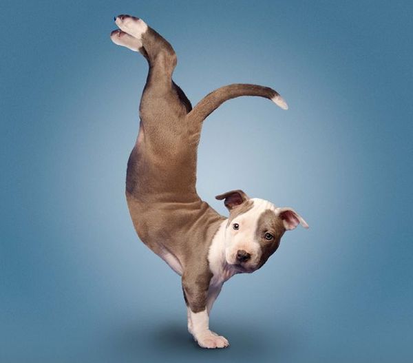 Стойка на руках