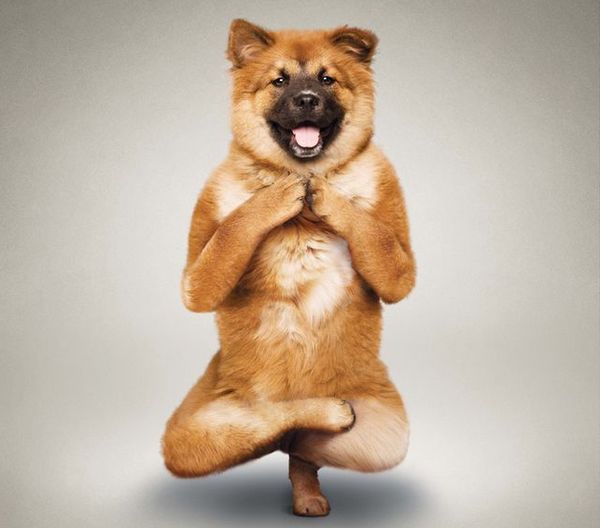 Падангустхасана – стойка на пальцах