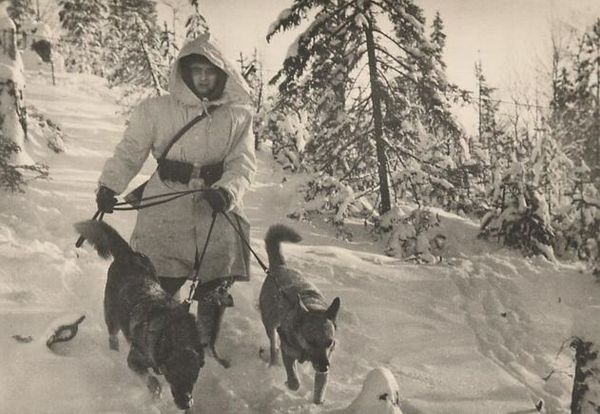 Собаки - связные Собаки - связные