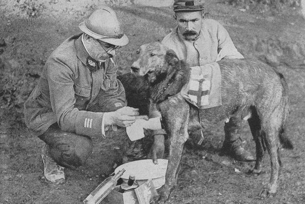 Санитарные собаки Санитарные собаки