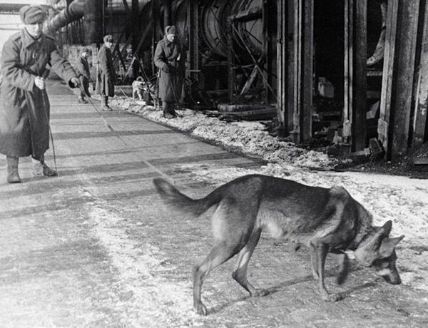 Минно-розыскная собака Минно-розыскная собака