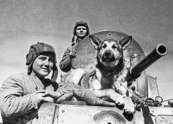 Собака - истребитель танков Собака - истребитель танков