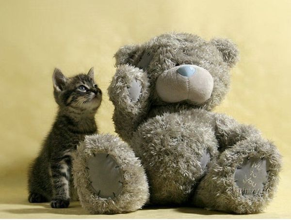 Котенок с игрушкой Котенок с игрушкой