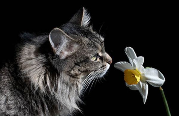 Кошка и аллергия Кошка и аллергия