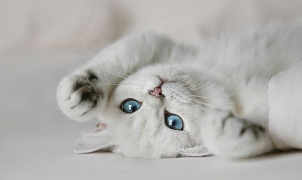 Белый гипоаллергенный кот Белый гипоаллергенный кот