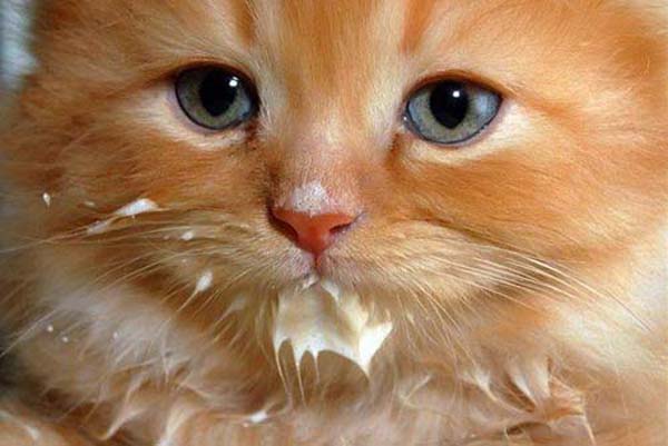 Лакательные способности кошек Лакательные способности кошек