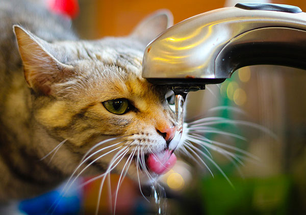 Кошка пьет воду Кошка пьет воду