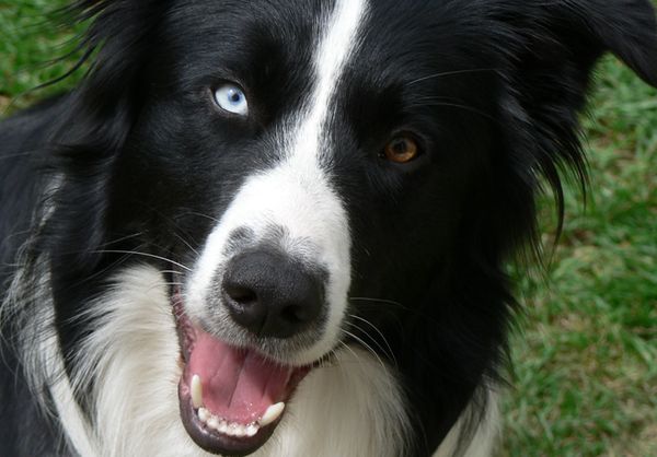 Умные глаза бордер-колли Умные глаза бордер-колли
