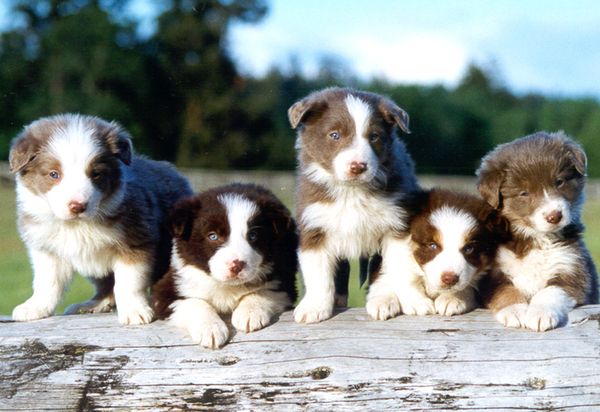 Щенки бордер-колли Щенки бордер-колли