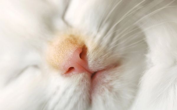 Спящий котик