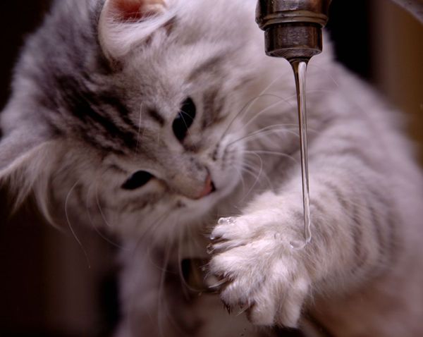 Котенок