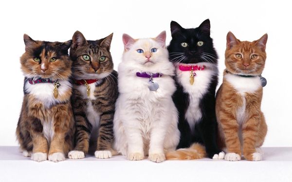 Коты 