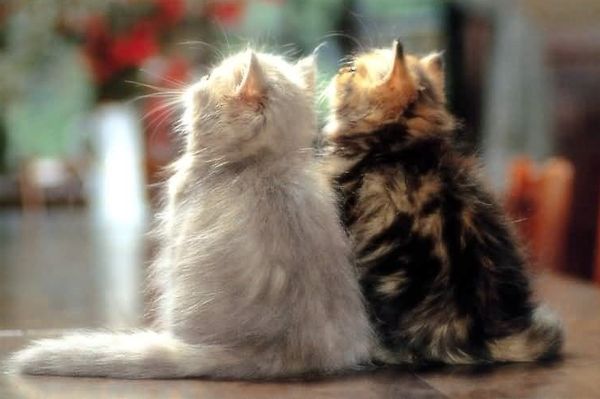 Многоцветные котята