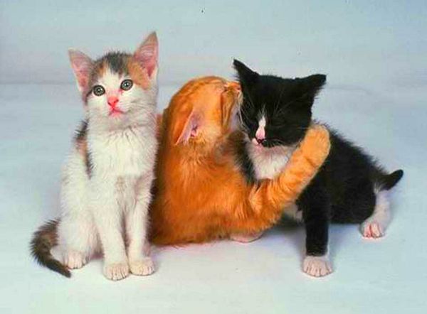 Котята