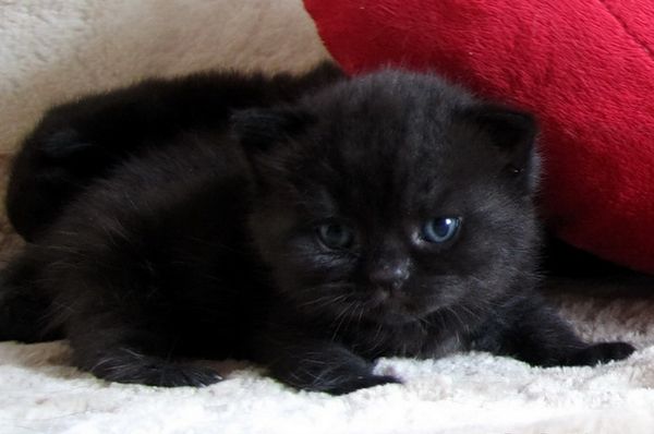 Черный котенок