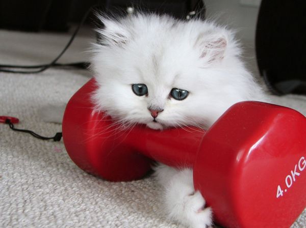 Белый котенок