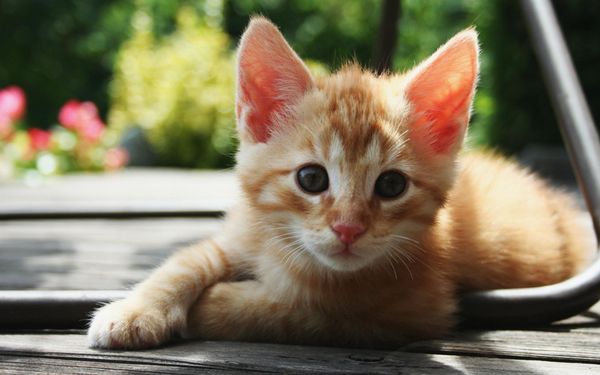 Рыжий котенок