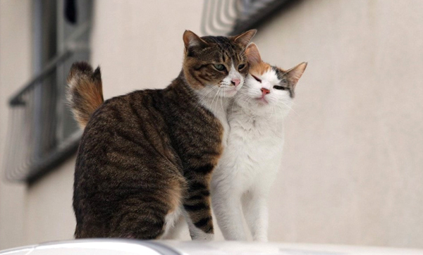 Кошачья любовь Кошачья любовь