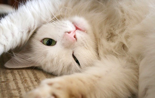 Кошка хочет ласки Кошка хочет ласки