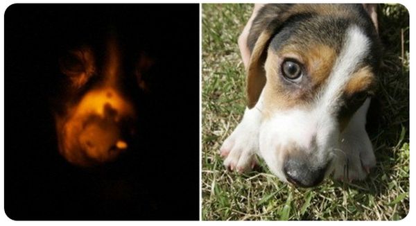 Светящаяся собака Светящаяся собака