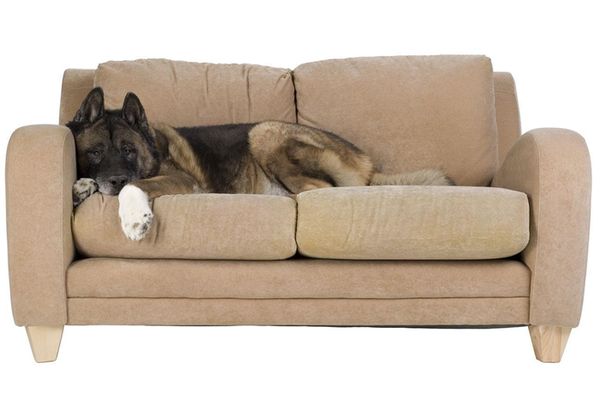 Собака на диване Собака на диване