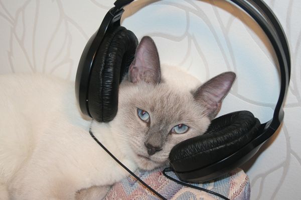 Кот в наушниках