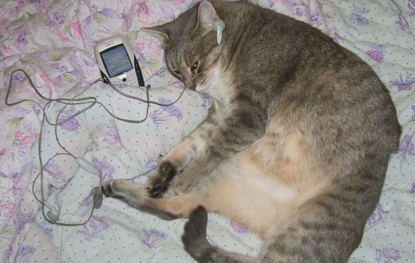Кот