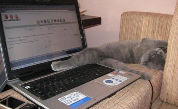 Кот за компьютером