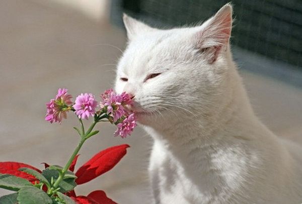 Аллергия на котов Аллергия на котов