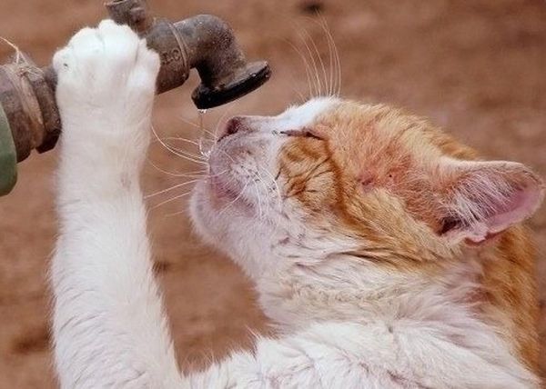 Кошка пьет воду Кошка пьет воду