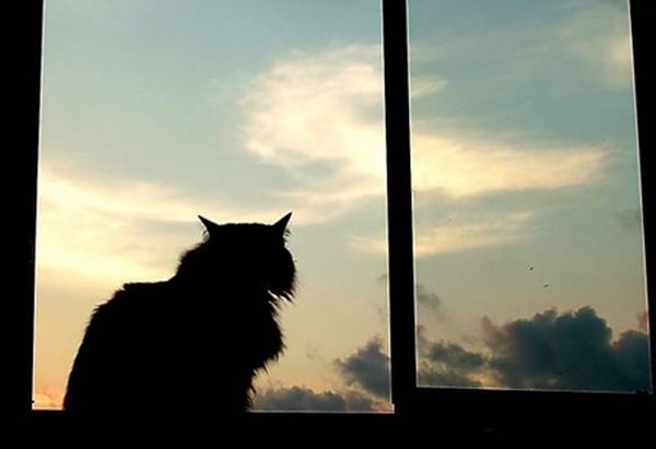 Кот на окне Кот на окне