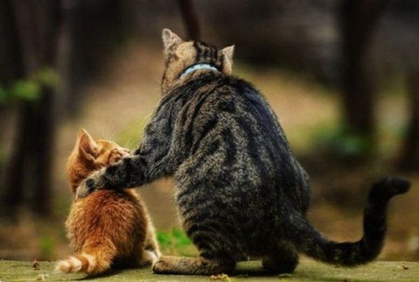 Кошачья опека Кошачья опека